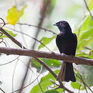 Drongo de Sharpe