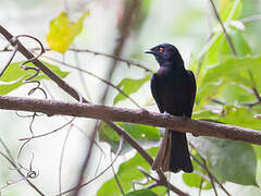 Sharpe's Drongo