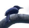 Drongo de Tablas