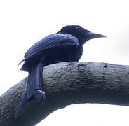 Drongo de Tablas