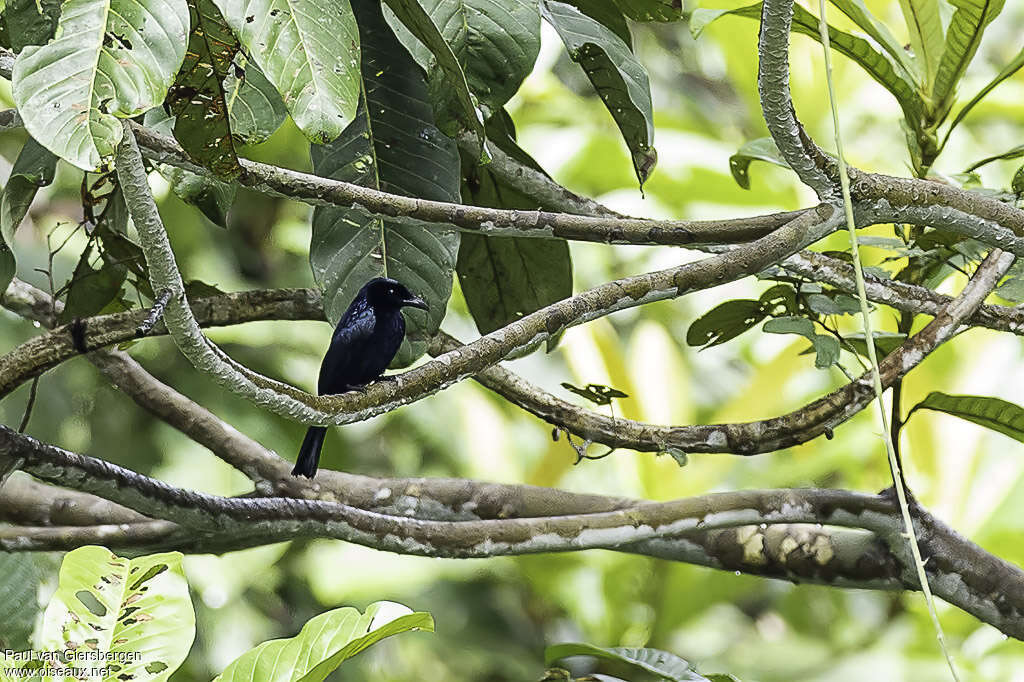 Short-tailed Drongoadult