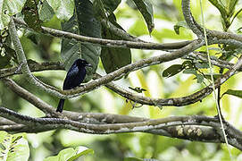 Short-tailed Drongo