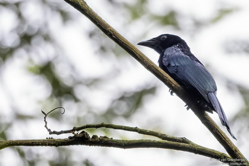 Short-tailed Drongoadult