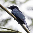 Drongo de Tweeddale