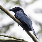 Drongo de Tweeddale