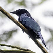 Short-tailed Drongo
