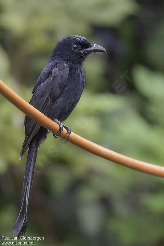 Drongo des Andamanadulte