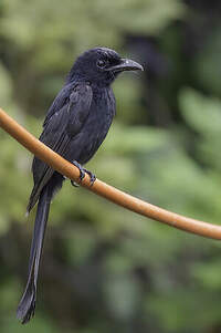 Drongo des Andaman