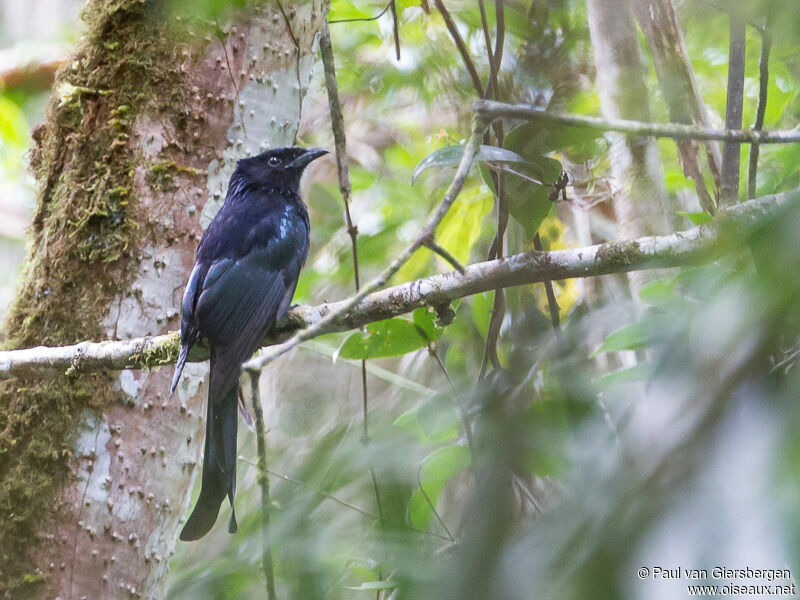 Drongo des Célèbes