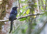 Drongo des Célèbes