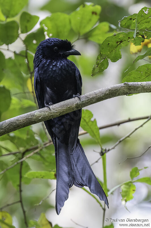 Drongo du Sri Lankaadulte