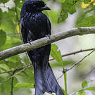 Drongo du Sri Lanka