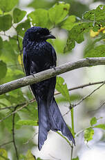 Drongo du Sri Lanka