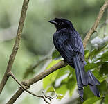 Drongo du Sri Lanka