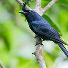 Drongo malgache