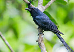 Crested Drongo