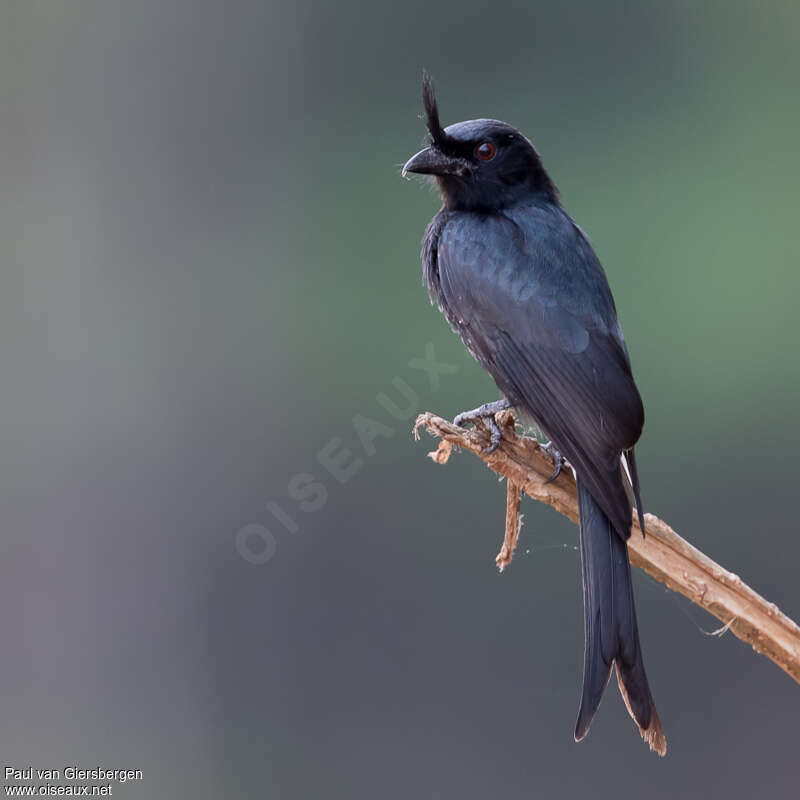 Crested Drongoadult