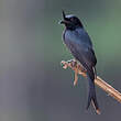 Drongo malgache