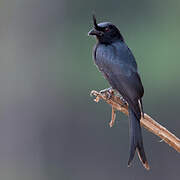 Crested Drongo