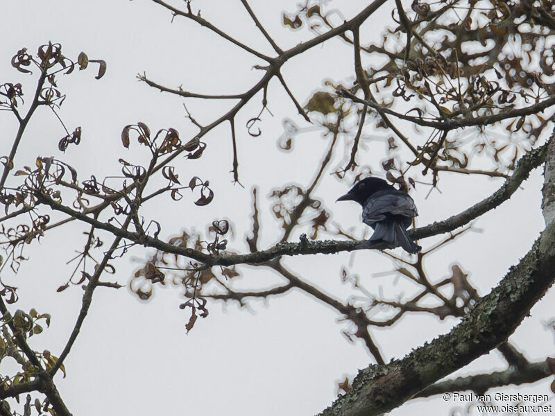 Velvet-mantled Drongo