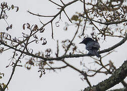 Velvet-mantled Drongo