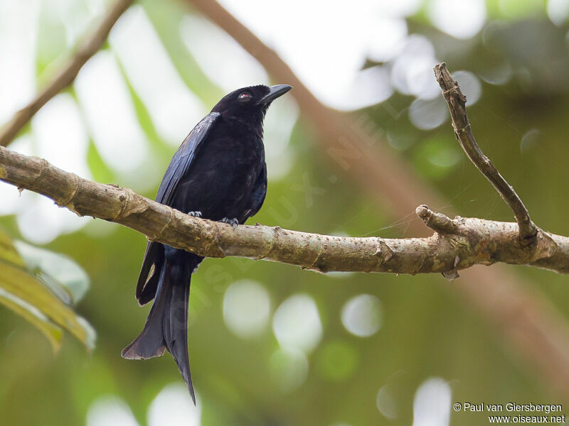 Velvet-mantled Drongo