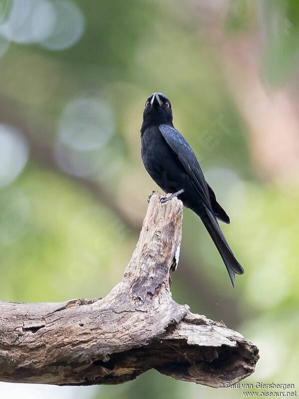 Drongo modesteadulte, identification