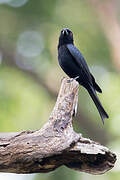 Velvet-mantled Drongo