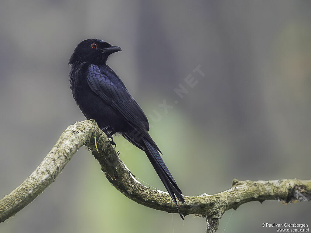 Drongo modesteadulte