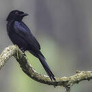 Drongo modeste