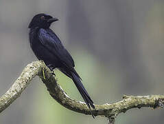 Velvet-mantled Drongo