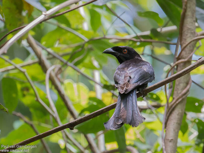 Drongo pailletéadulte