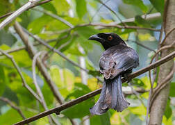 Drongo pailleté