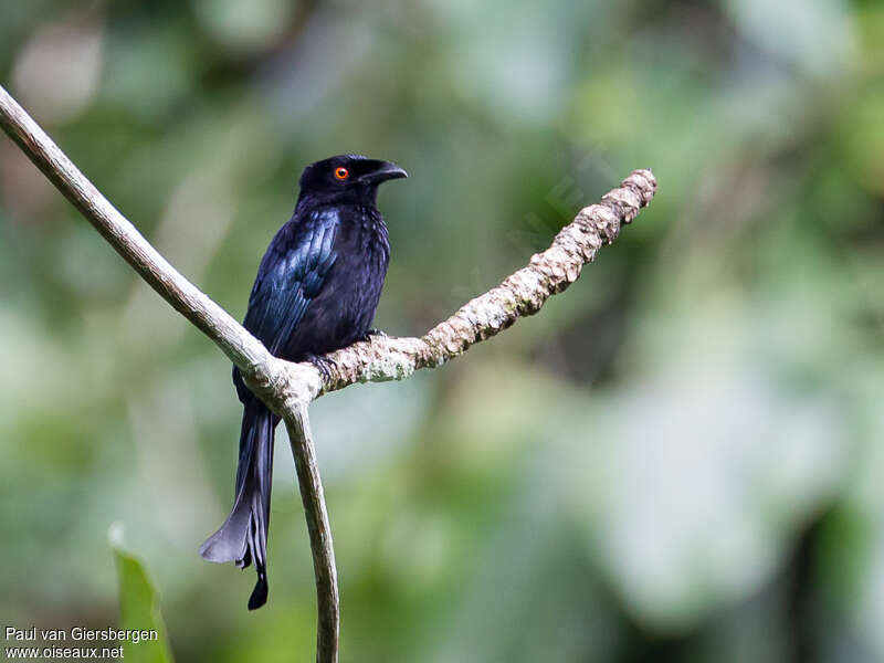 Spangled Drongoadult, identification