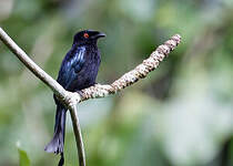 Drongo pailleté