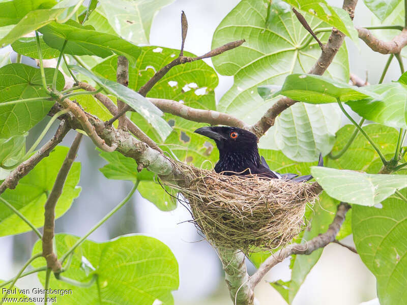 Spangled Drongoadult, Reproduction-nesting