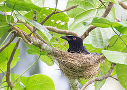 Drongo pailleté