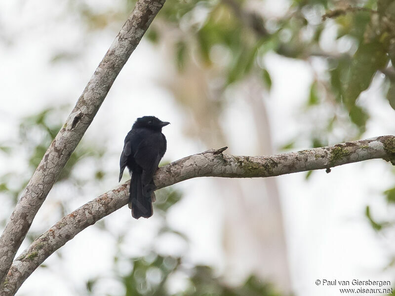 Drongo papou