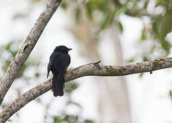 Drongo Fantail