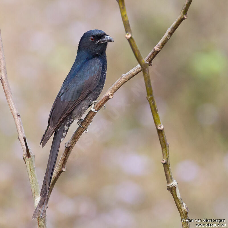 Drongo royaladulte