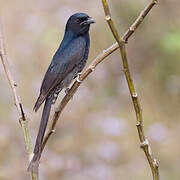 Black Drongo