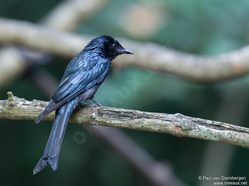 Black Drongo