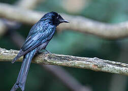 Black Drongo