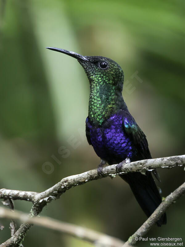 Fork-tailed Woodnymph male adult