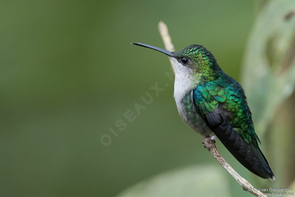 Crowned Woodnymph female adult