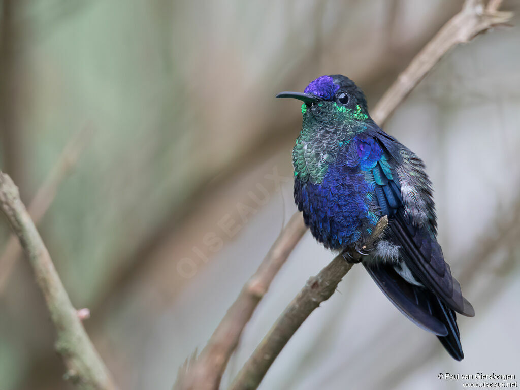 Crowned Woodnymph male adult