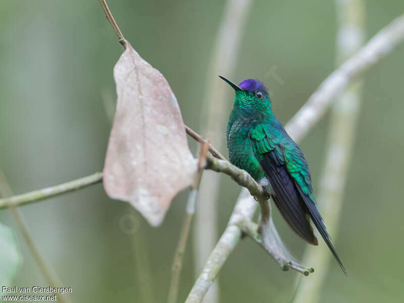 Violet-capped Woodnymphadult, identification