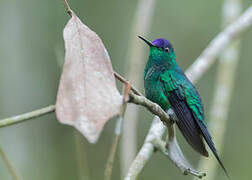 Violet-capped Woodnymph