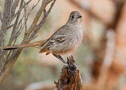 Southern Scrub Robin