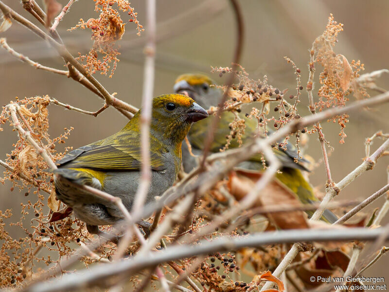 Crimson-browed Finch